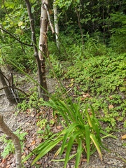 Hemerocallis middendorffii