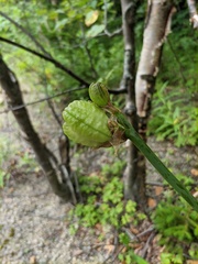 Hemerocallis middendorffii
