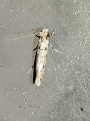 Ateliotum petrinella