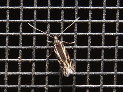 Eralea albalineella