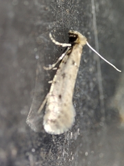Ateliotum petrinella
