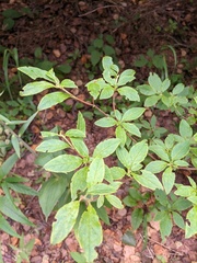 Rhododendron pentandrum