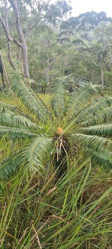 Cycas campestris