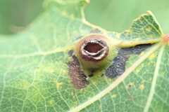 Harmandiola cavernosa