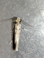 Ateliotum petrinella