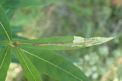 Mompha raschkiella