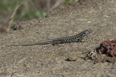 Podarcis filfolensis