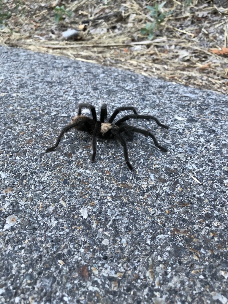 Desert Tarantula from City Creek Canyon, Salt Lake City, UT, US on