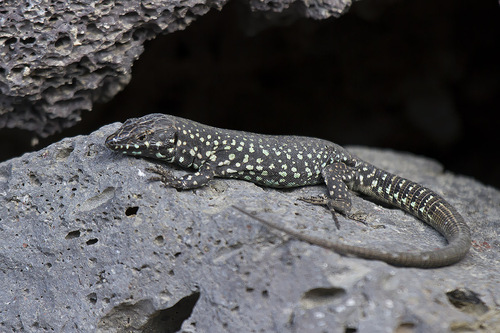 Filfola Lizard, photo 2 of 8