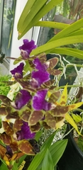 Zygopetalum