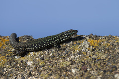 Podarcis filfolensis