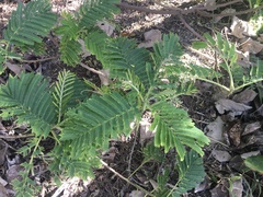 Schleinitzia insularum