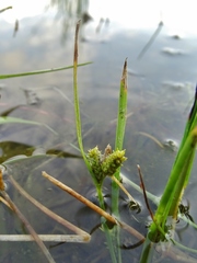 Carex viridula
