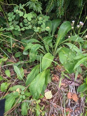 Bupleurum longiradiatum