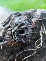 Macrogastra plicatula