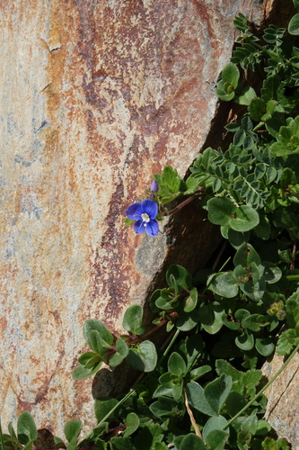 Veronica petraea