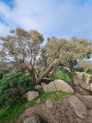 Eucalyptus macrorhyncha macrorhyncha