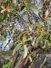 Eucalyptus macrorhyncha macrorhyncha