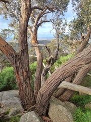 Eucalyptus macrorhyncha macrorhyncha