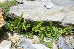 Dryopteris oreades