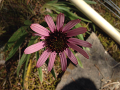 Echinacea tennesseensis