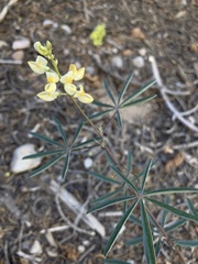 Lupinus angustiflorus