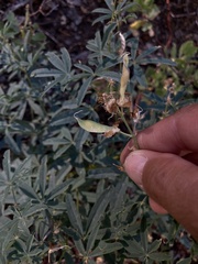 Lupinus angustiflorus