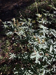 Lupinus angustiflorus