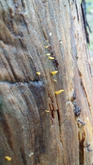 Calocera guepinioides