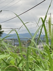 Orthetrum albistylum speciosum
