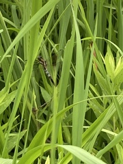 Orthetrum albistylum speciosum