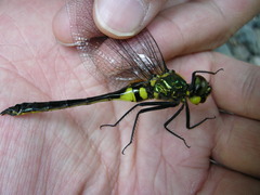 Somatochlora uchidai