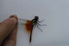 Sympetrum speciosum