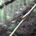 Rhipidolestes yakusimensis - Photo (c) kohanabachi, some rights reserved (CC BY-NC), uploaded by kohanabachi