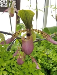 Sigmatopetalum