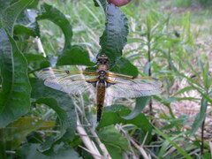 Libellula quadrimaculata asahinai