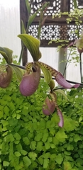 Sigmatopetalum
