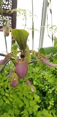 Sigmatopetalum