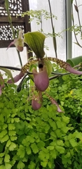 Sigmatopetalum