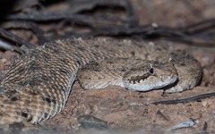 Crotalus cerastes cercobombus