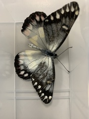 Delias aganippe