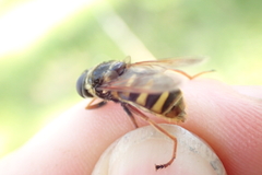 Sericomyia silentis