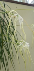 Brassavola cucullata