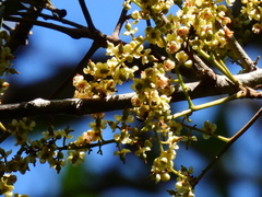 Cupaniopsis foveolata