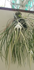 Brassavola cucullata