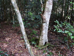 Cupaniopsis foveolata