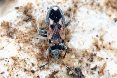 Pezocoris apicimaculus