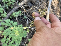 Thalictrum sparsiflorum
