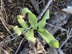 Maianthemum racemosum