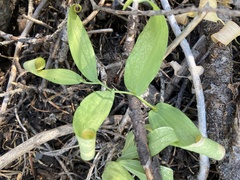 Maianthemum racemosum